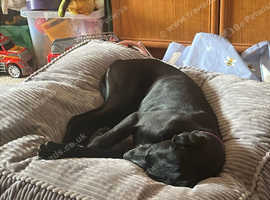 English Pointer female pup