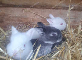 Baby rabbits