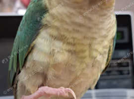 Green cheek conure