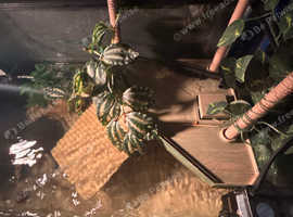 Turtle dock/ramp