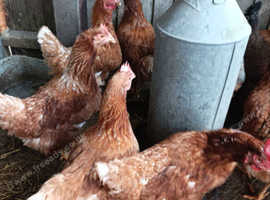 Chickens