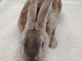 1 Pure litter mini rex