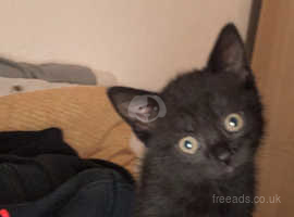 *Bombay kittens & cats for Sale*