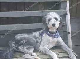 Rough haired lurcher