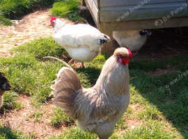Pure bred Araucana cockerel