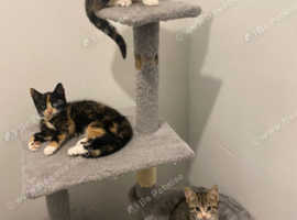3x kittens