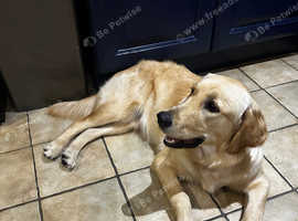 I will sell a female golden retriever dog