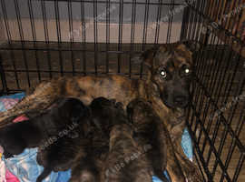 Need there forever home