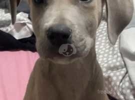 Buy great dane cheap puppy near me