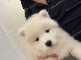 Samoyed puppies 3 girls and 3 boys
