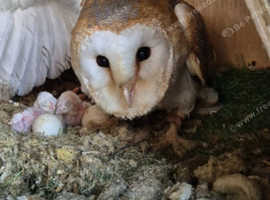 Barn owl