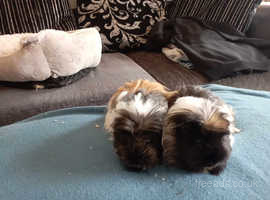 2 female guinea pigs with cage and accessories