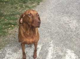 Hungarian Vizsla x Labrador Puppies