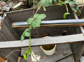 Rubbish garden house clearance