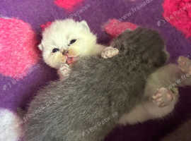 British shorthair kittens