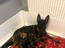Belgian Shepherd Dogs And Puppies For Sale And Rehome In North