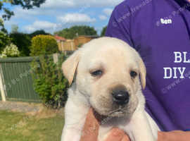 KC reg Labrador Puppies
