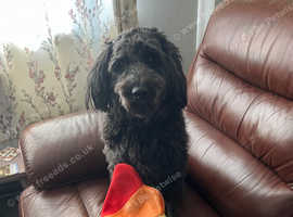 BORDOODLE  young neutered male