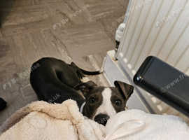 Male whippet