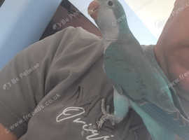 Turquoise Quaker , completely tamed, hand fed