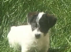 urgent home Beautiful tiny JRT female ready now still looking for her forever home
