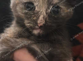 tortoise shell female kitten