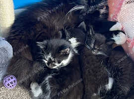 8 week old kittens