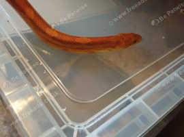 3 female corn snakes