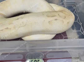 FOR SALE FEMALE ROYAL PYTHON
