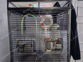African grey parrot