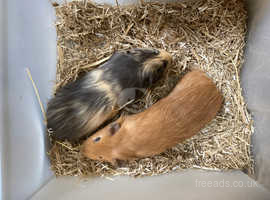 Baby Male Guinea Pigs Make Excellent Pets