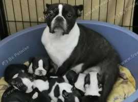 Purebred Girls And Boys Boston Terrier Puppies