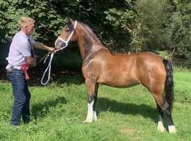 Pontlasse Gypsy Queen  Top class show filly