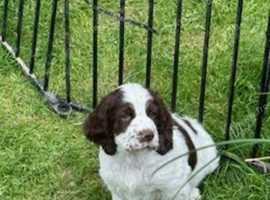 Springer x Clumber spaniel puppy