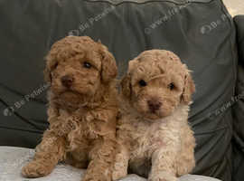 Miniature poodle outlet breeders near me