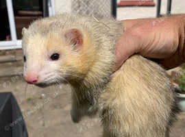 Hob Ferret for sale