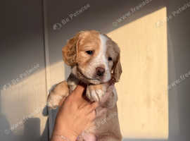 READY NOW! KC REG COCKER SPANIELS! 0% COI!!