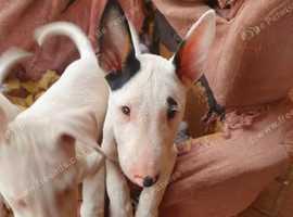 MINIATURE BULL TERRIER PUPS