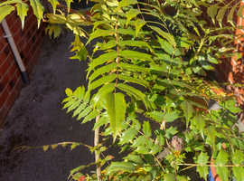 Mahonia plants 3