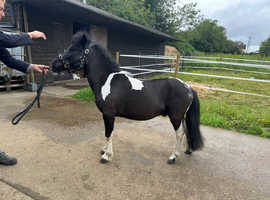 Shetland pony