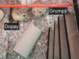 5 gerbils