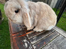 Mini lop doe looking for a 5 pet home.