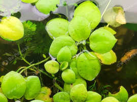 FROGBIT FOR SALE £2 for 3