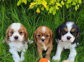 KC Cavalier King Charles Puppies