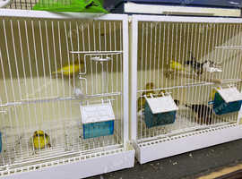 Lovely young canaries available