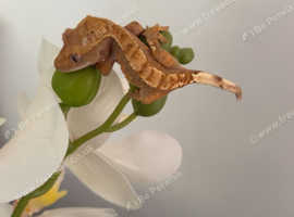 Baby crested gecko