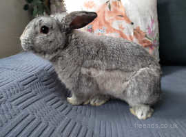 Gorgeous French x mini lop for sale!