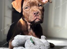 Dogue de Bordeaux mixed breed