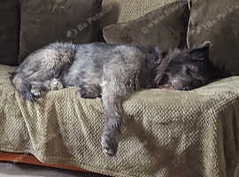 Male wolfhound