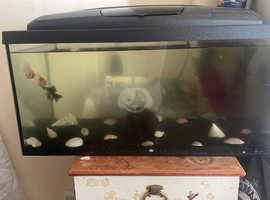 Fish and fish tank for sale